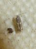320430 – Photo : Moth-er – France (69)